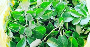 モリンガの葉でいろいろ作ってみた